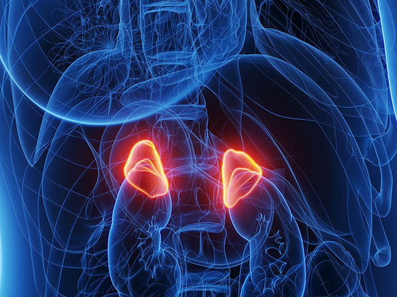 3d rendered medical illustration of a woman's adrenal glands.