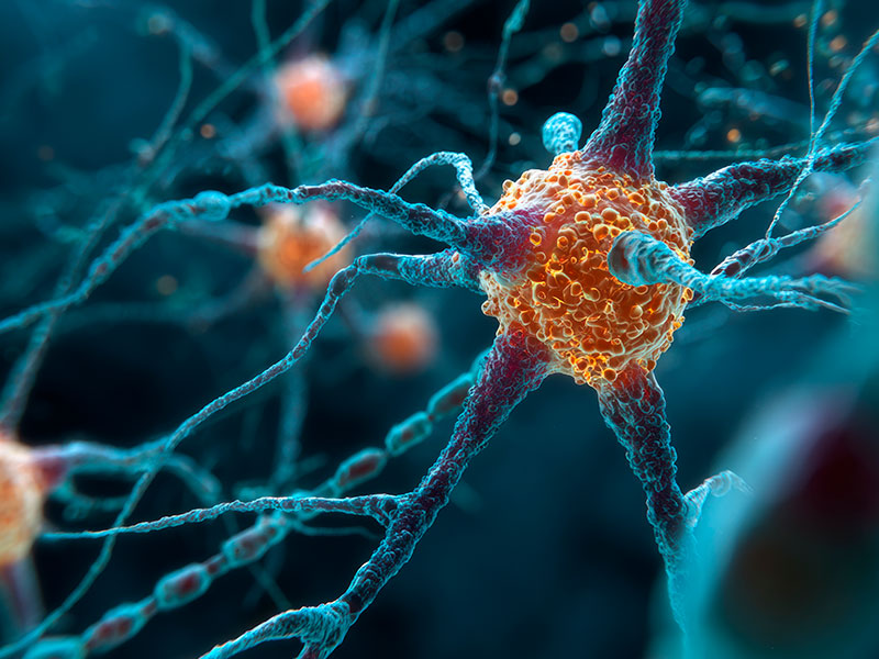 cells in the human body under a microscope