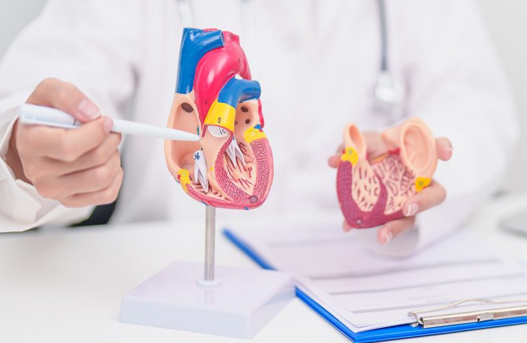 the doctor shows the structure of the kidneys with a pointer